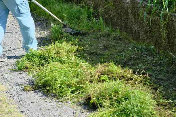 Eliminating Organic Growth on Driveways: Weeds, Moss, and Algae