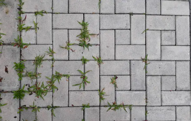 Weeds in Block Paving
