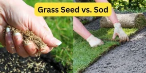 grass seed vs sod