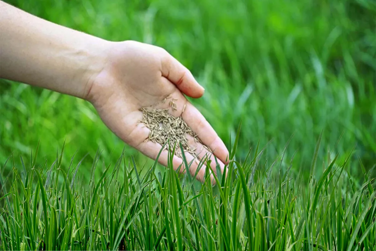 what is grass seed